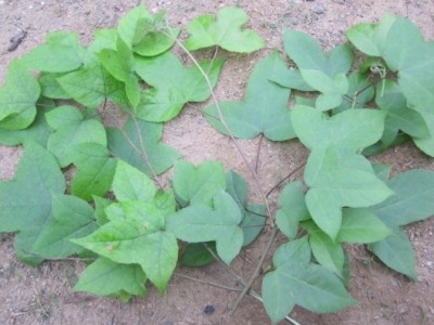 Mùa này dân Cao Bằng vô rừng hái rau tên lạ, vị lạ đem về làm món ngon, nghe tên đã thấy thèm rồi