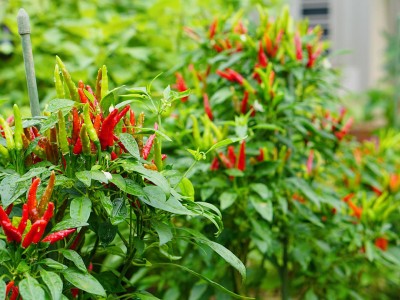 Loại rau tưởng bỏ đi lại có hàm lượng canxi cao hơn sữa, nhà nào cũng muốn trồng