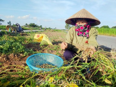 Hưng Yên thắng vụ lạc xuân, nông dân phấn khởi bán ngay tại ruộng, thu tiền tươi