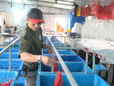 Chuyện lạ Thái Bình, nuôi lươn không bùn dày đặc rồi đem gắn mã số, mã vạch để làm gì?