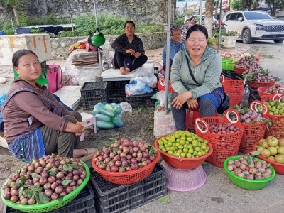 Cây mận - đòn bẩy kinh tế của vùng cao Bắc Hà