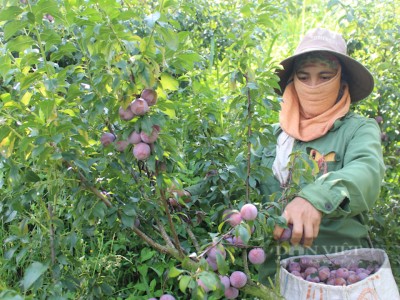 Mận hậu-thứ cây 