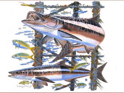 Mật độ nuôi cá bớp bao nhiêu là phù hợp?