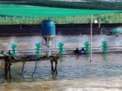 Hướng dẫn sử dụng máy cho ăn tự động