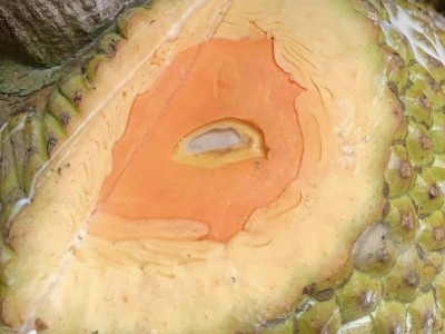 Đã xuất khẩu mít ruột đỏ ở miền Tây, thương lái mua tại vườn 60.000 đồng/kg