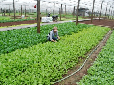 Trồng rau an toàn, một hợp tác xã ở Hà Nội thu 610 triệu đồng/ha