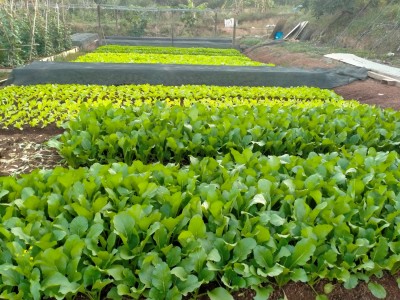 Chỉ ở nhà trồng thêm rau, nuôi thêm cá mà một nông dân Bình Phước 