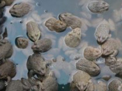 Kỹ thuật nuôi ếch sinh sản