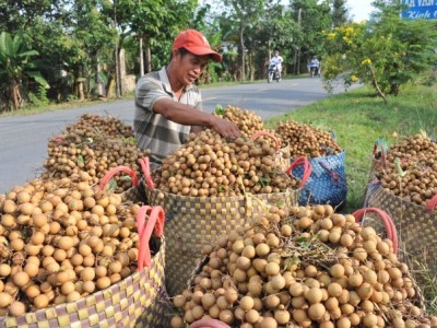 ĐBSCL: Lo âu nông sản ùn ứ, rớt giá