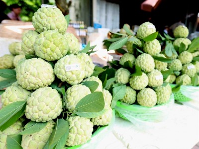 Chỉ trồng 1 loại cây đặc sản, huyện miền núi này của Lạng Sơn thu 700 tỷ đồng/năm, nhiều nhà giàu lên