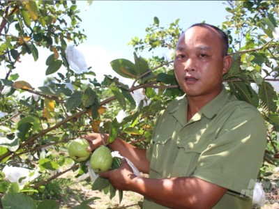 Nam Định: Chinh phục đất cằn, trồng trọt kết hợp chăn nuôi thu tiền tỷ