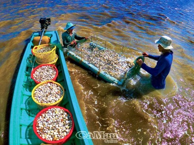 Dùng lưới sàn bắt con gì mà nông dân xã này ở Cà Mau cứ đóng bao là có người mua hết sạch?