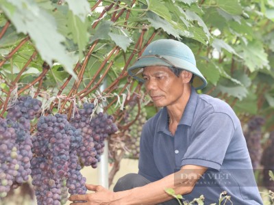 Ông giám đốc nông dân ở Sơn La phất lên nhờ trồng loại cây ra chùm quả không hạt