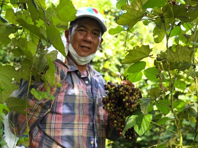 Loại quả mọc hoang đầy rừng thành từng chùm vắt vẻo lùm cây màu tím sậm, căng bóng vào mùa được săn lùng