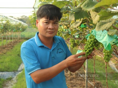 Mang cây ra quả đắt tiền về trồng, anh nông dân Thanh Hóa bị cho là “gàn”, khi thu tiền thì cả làng phục lăn