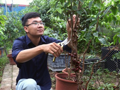 Trai Hà Nội bỏ túi trăm triệu/ngày từ khu vườn trồng cây độc lạ, quả bé tí tròn vo, quả khổng lồ dài đuồn đuỗn
