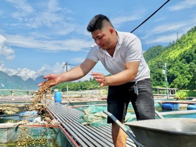 Những kỳ vọng phát triển cá lăng dưới lòng hồ sông Đà