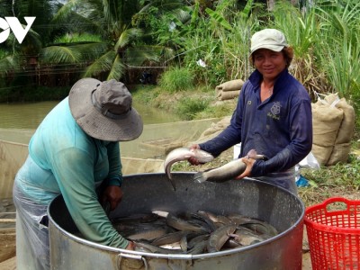 Loại cá chắc thịt, ăn bổ dưỡng, công dụng tăng sinh tế bào này nông dân Trà Vinh bắt bán giá trúng đậm