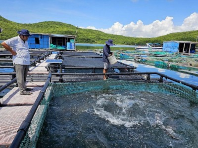 Cần mặt nước và vốn để nuôi biển công nghệ cao