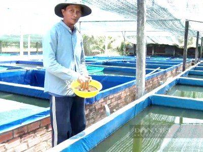 Bỏ nghề thợ hồ nuôi loài cá cảnh tí hon, đẻ sòn sòn, đẹp ma mị, anh nông dân Tiền Giang đổi đời