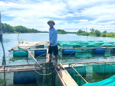 Nơi giao nhau 3 dòng sông lớn, nông dân Quảng Bình nuôi toàn cá đặc sản, nhìn con to mà lo lo