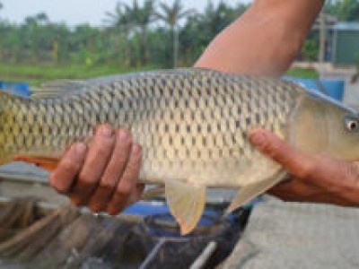 Kỹ thuật nuôi cá chép V1