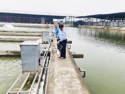 Nuôi cá công nghệ sông trong ao là nuôi kiểu gì mà một tỷ phú Hải Dương bán 500 tấn/năm, thu cả chục tỷ?