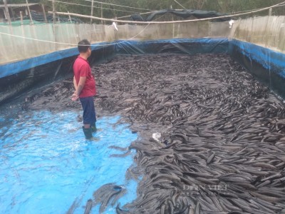 Vùng bãi ngang ven biển Quảng Trị, nông dân nuôi cá lóc ở ao lót bạt, tăng thu nhập, vươn lên làm giàu