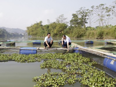 Nuôi cá lồng trên hồ thủy điện ở Bảo Yên của Lào Cai, toàn con to nặng 2kg