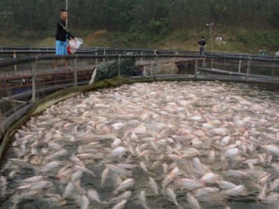 Nuôi loài cá toàn thân màu hồng, cá đặc sản trên hồ nước ngọt lớn nhất miền Bắc, nhiều nông dân khấm khá