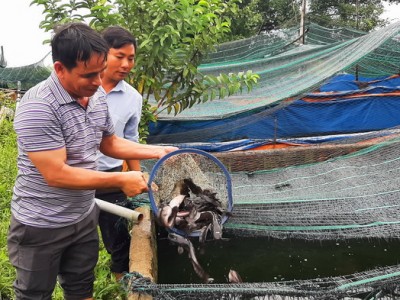 Nuôi 3 loại con đều bơi lặn giỏi, một nông dân Bình Định lãi 300 triệu/năm, trả lương 6 triệu/người/tháng