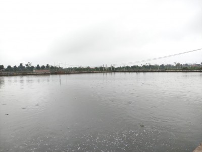 Vùng đất này ở Thái Bình, dân rủ nhau nuôi cá rô đồng, có nhà lãi tiền tỷ