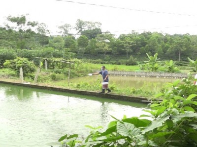 Nuôi cá rô đồng đặc sản dày đặc ở Thái Nguyên, ông nông dân hễ kéo lên bán là hết sạch