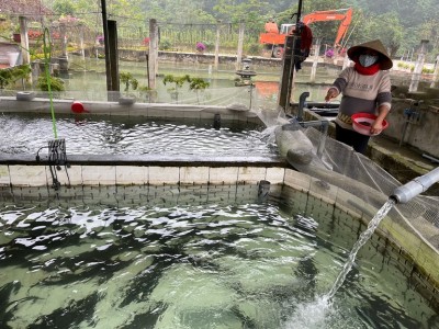 Vĩnh Phúc: Xây bể nuôi cá lạ toàn con to dài, chạy như tàu ngầm, đánh bật cả cá nhập khẩu từ Trung Quốc
