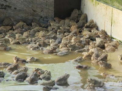 Nuôi ếch kết hợp cá trê: Ao sạch, ếch khỏe, lớn nhanh, chi phí giảm