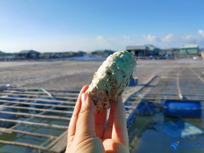 Loại bỏ địch hại trên hàu và vẹm xanh bằng Axit axetic