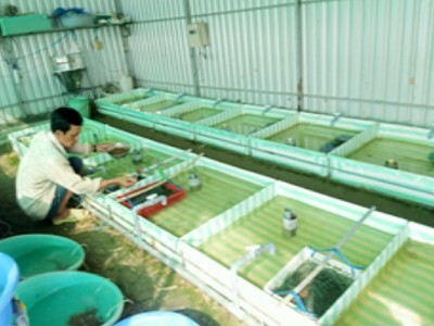 Nuôi lươn giống độc, lạ ở An Giang, cho lươn mẹ làm tổ, đẻ trứng trong ống nhựa, ai cũng muốn xem