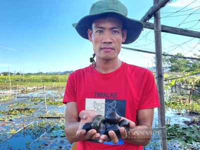Nuôi con vật cả đời trôi nổi dưới nước, hễ đẻ là leo lên bờ, 8X Ninh Bình kiếm bộn tiền