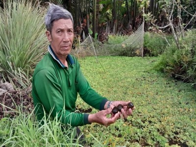 Đào rãnh trong vườn cây ăn trái thả nuôi con chỉ ăn bèo, ngờ đâu ông nông dân Hậu Giang kiếm bộn tiền