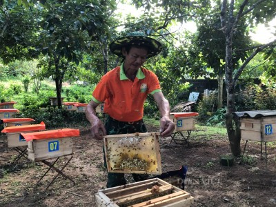 Nuôi bầy ong chả phải cho ăn, nông dân nơi này ở Hà Tĩnh cười tươi vì nhiều mật, bán giá 300.000 đồng/lít