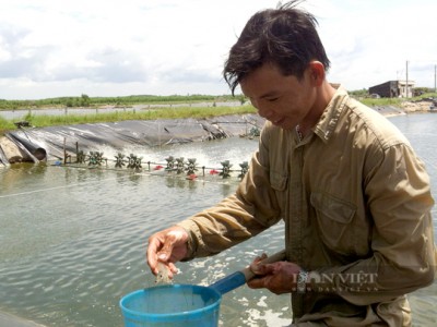Ngành tôm Việt muốn phát triển bền vững phải lấy nuôi trồng làm gốc