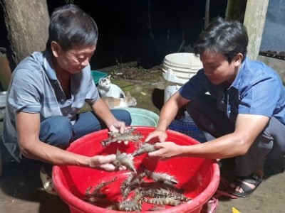 Nuôi tôm sú quảng canh cải tiến 3 giai đoạn ở Cà Mau là nuôi kiểu gì mà hễ bắt lên có người mua ngay?