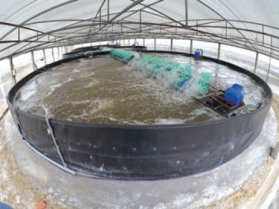 Nuôi tôm thời công nghệ