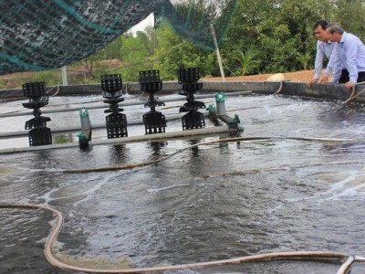 Ở Đồng Nai, mỗi ha nuôi tôm công nghệ cao cho thu 2-3 tỷ/năm