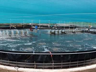 Nuôi tôm công nghệ cao lợi nhuận tăng gấp 4 lần