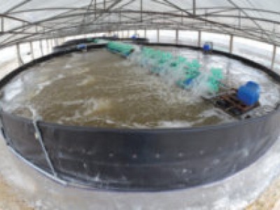 Kỹ thuật thiết kế ao tròn