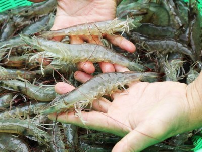 Vi khuẩn Paenibacillus polymyxa đề kháng bệnh trên tôm thẻ