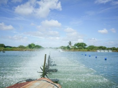 Nam Định: Bảo vệ tôm nuôi vụ cuối năm