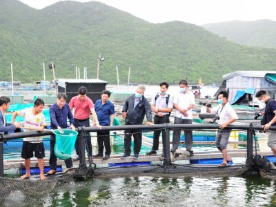 Nuôi toàn đặc sản tôm hùm, cá mú, nông dân Khánh Hòa thu lãi khủng