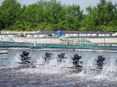 Xu hướng nuôi trồng thủy sản bền vững và giảm tác động môi trường năm 2025